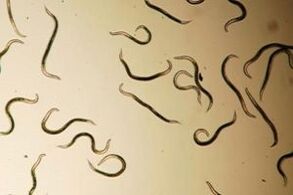 pinworms no cilvēka ķermeņa