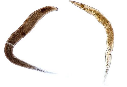 cilvēka parazīti pinworms