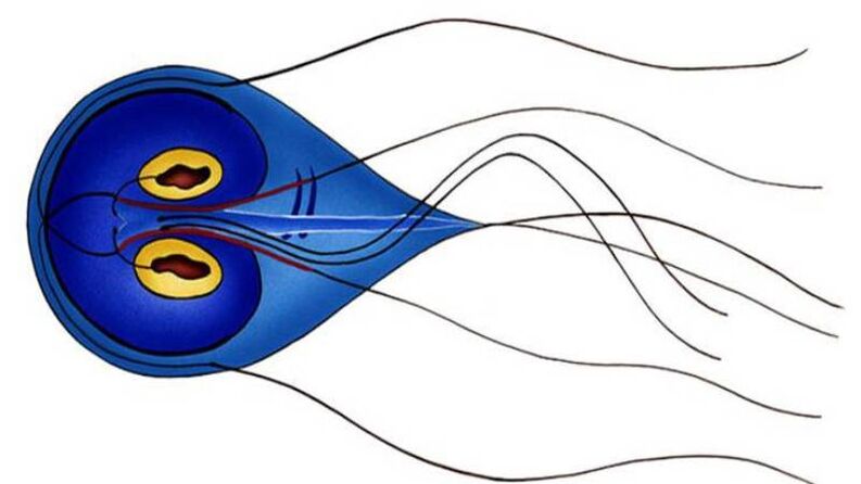 Giardia, parazīts cilvēka tievajās zarnās